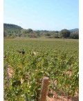 Vin rouge Corbières Cuvée Tradition - Domaine de Longueroche 75cl