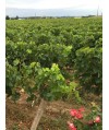 Vin Lalande de Pomerol - Château La Frérotte 37,5cl