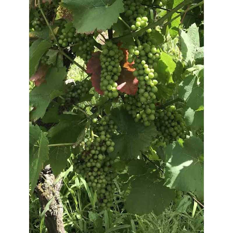 Vin d'Alsace Rouge d'Ottrott Cuvée Tradition- Maison Vonville 75cl