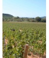 Vin de Pays d'Oc Blanc Viognier - Domaine de Longueroche 75cl