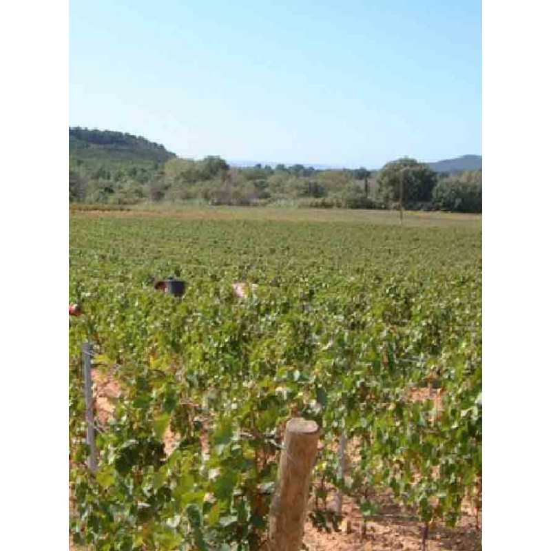 Corbières Cuvée Raoul - Domaine de Longueroche 75cl