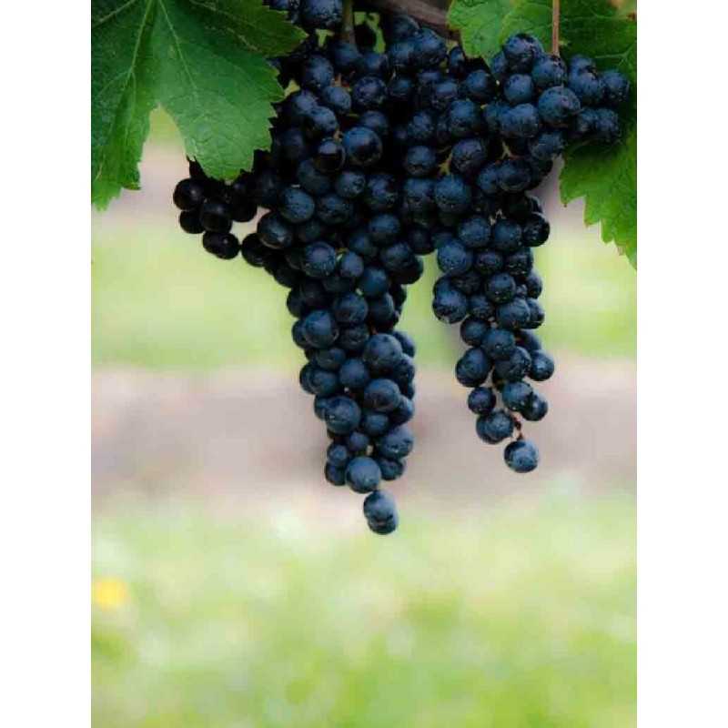 Vin rouge Bordeaux Médoc Fort Garance 75cl