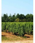 Graves Blanc - Château de Vimont 75cl