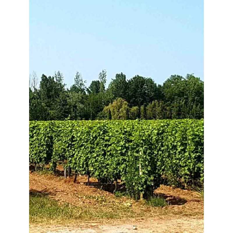 Graves Blanc - Château de Vimont 75cl