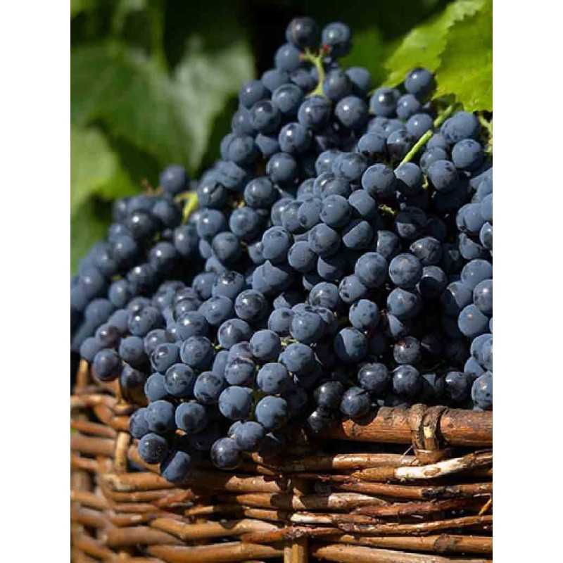 Vin rouge Bordeaux Pomerol - Commanderie du Temple 75cl