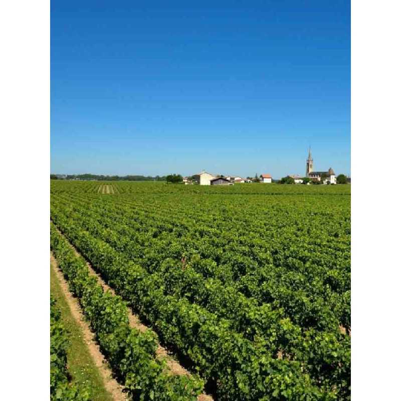 Vin rouge Bordeaux Pomerol - Commanderie du Temple 75cl