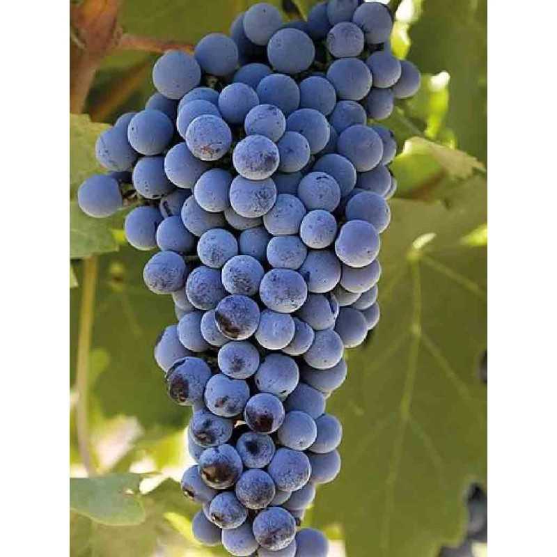 Saint-Émilion Grand Cru - Château Hautes Graves 75cl