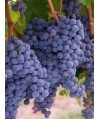 Vin rouge Bordeaux Fronsac Moine Martin 75cl