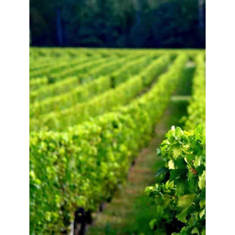 Vin rouge Bordeaux-Lussac Saint Emilion Château de Tabuteau 75cl