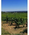 Vin Rouge Bourgogne Pinot Noir - Les Chazots Domaine Boyer 75cl