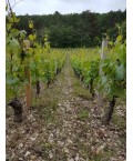 Vin blanc Bourgogne Saint-Aubin 1er Cru Les Champlots - Domaine Bouton 75cl