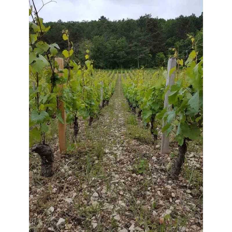 Vin blanc Bourgogne Saint-Aubin 1er Cru Les Champlots - Domaine Bouton 75cl
