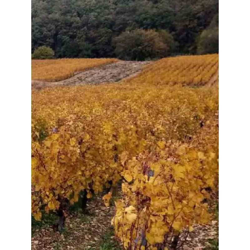 Vin de Paille- Jura- Domaine Jean-Luc Mouillard  37.5cl