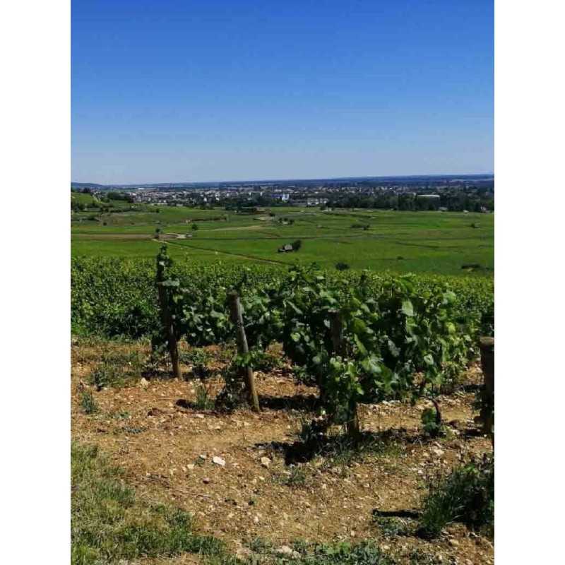Vin Rouge Bourgogne Nuits Saint Georges Maison Boyer 75cl