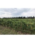 Vin rosé  Pastel AOC Costières de Nîmes - Château de Valcombe