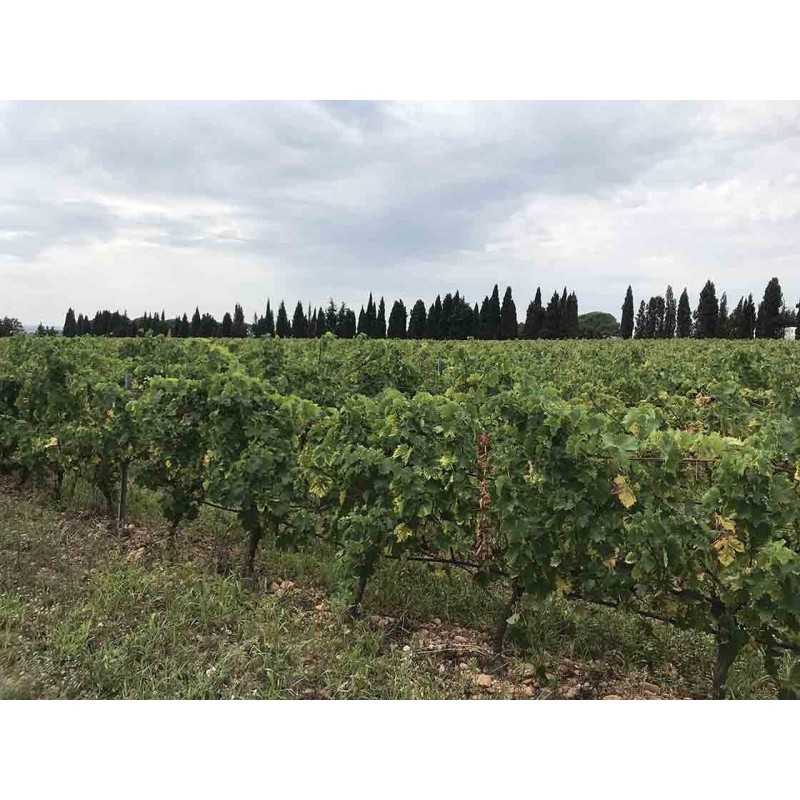 Vin rosé  Pastel AOC Costières de Nîmes - Château de Valcombe