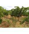 Vin rouge Bio Conte des Garrigues- Domaine Prade Mari 75cl