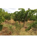 Vin rouge Bio Chant de l'Olivier - Domaine Prade Mari 75cl