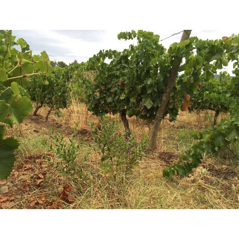 Vin blanc Bio L'Or des Garrigues - Domaine Prade Mari 75cl