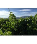 Vin rosé Côtes de Provence - Rosalie - Domaine Terre de Mistral 75cl