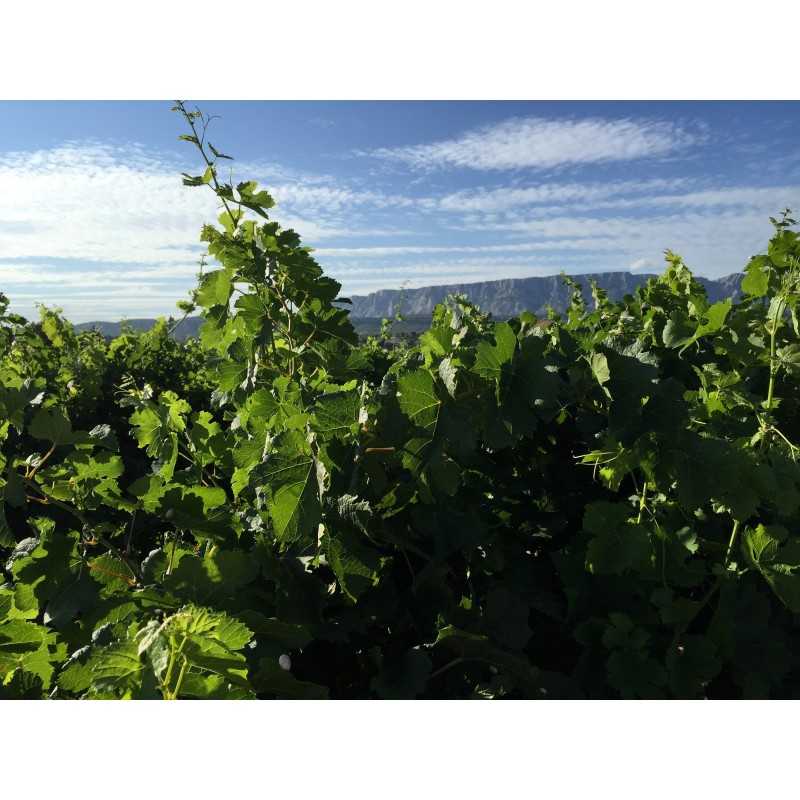 Vin rosé Côtes de Provence - Rosalie - Domaine Terre de Mistral 75cl