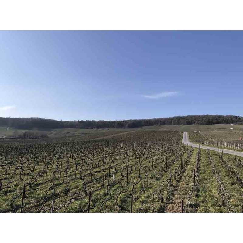 Champagne 1er Cru Sélection- Maison Allouchery-Deguerne 75cl