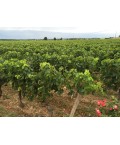 Vin Bordeaux Lalande de Pomerol Anthologie- Château La Frérotte 75cl