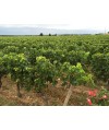 Vin Bordeaux Lalande de Pomerol Anthologie- Château La Frérotte 75cl
