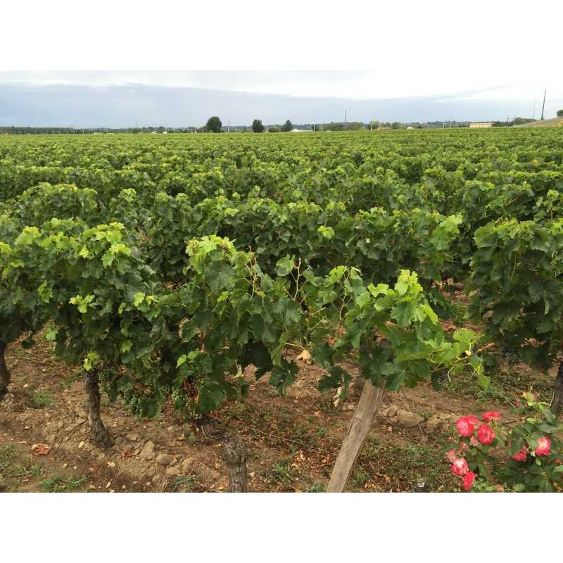 Vin Bordeaux Lalande de Pomerol - Château La Frérotte 75cl