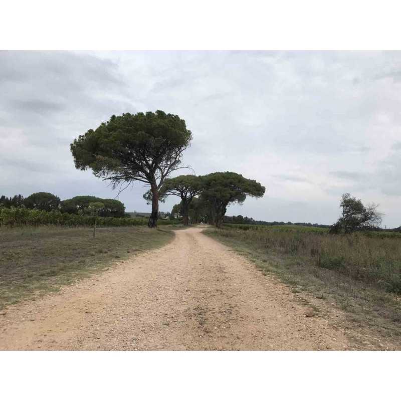 Vin rouge Octobre Rouge BIO -Château de Valcombe