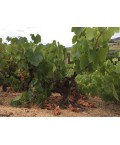 Vin rouge Beaujolais Chiroubles - Les Chanteranes- Pardon & Fils 75cl
