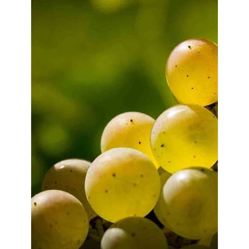 Vin blanc Bourgogne Aligoté - Vignerons de Buxy 75cl