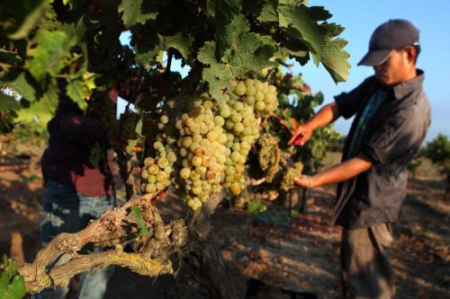 Comment obtenir un vin moelleux