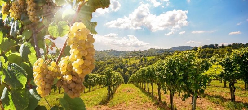 Le vin de paille