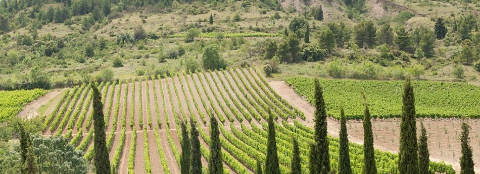 Vignobles du Languedoc-Roussillon
