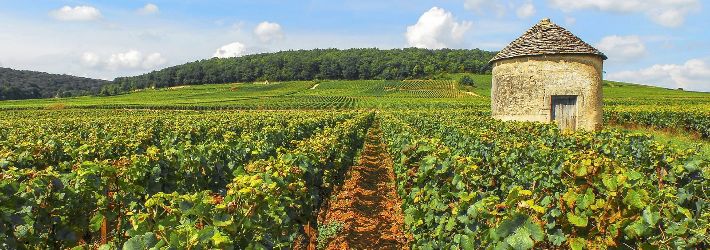visite en bourgogne et selection de nos vins