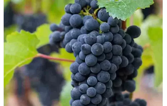 Champagne Pinot Noir
