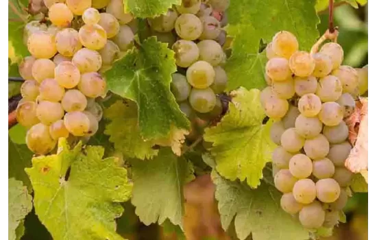 Champagne Chardonnay