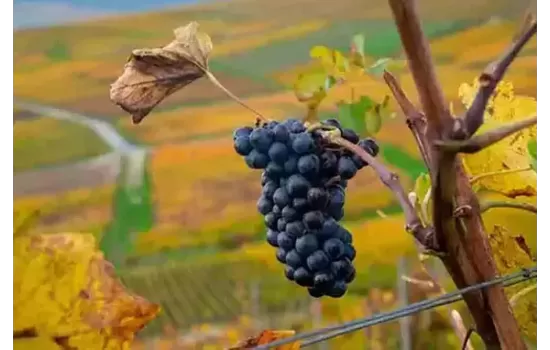 Champagne Pinot Meunier