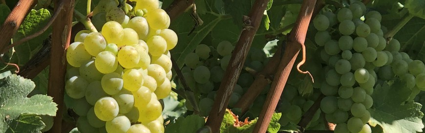Cépage Pinot Blanc et ses meilleurs vins ! - 1envie1vin.com